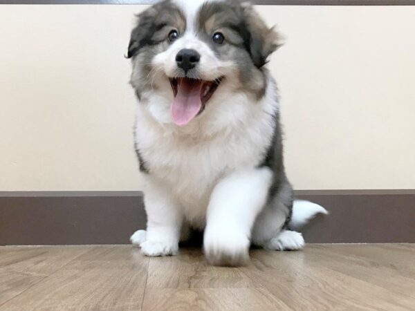 Aussiemo-DOG-Male-Sable & White-782-Petland Grove City & Columbus, Ohio