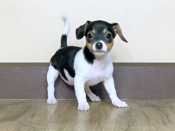 Chiweenie DOG Female BLK TN & WH 775 Petland Grove City & Columbus, Ohio