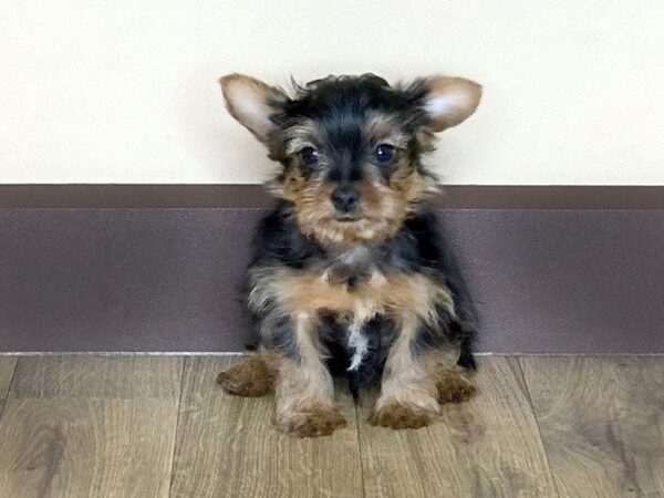 Yorkshire Terrier DOG Male BLK & TN 787 Petland Grove City & Columbus, Ohio