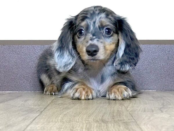 Dachshund DOG Male 788 Petland Grove City & Columbus, Ohio