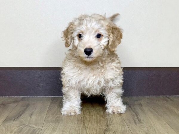 Mini Goldendoodle DOG Male 789 Petland Grove City & Columbus, Ohio