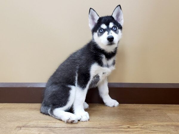 Siberian Husky DOG Female Black & White 795 Petland Grove City & Columbus, Ohio