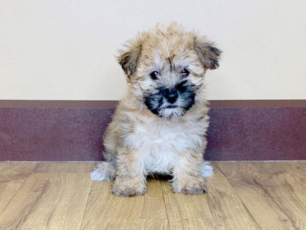 Morkie DOG Female beige 794 Petland Grove City & Columbus, Ohio