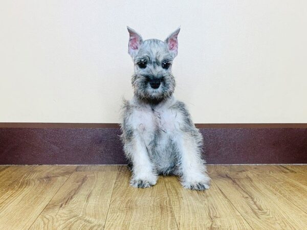 Miniature Schnauzer DOG Female BLK & SLVR 792 Petland Grove City & Columbus, Ohio