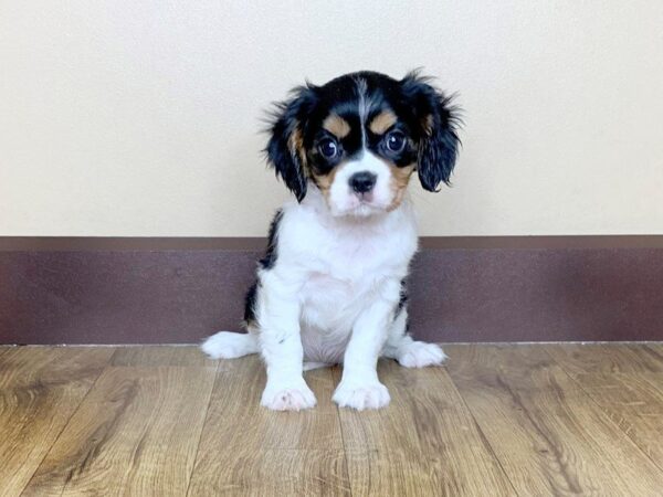 Cavalier King Charles DOG Female BLK & WH:TN MKGS 791 Petland Grove City & Columbus, Ohio