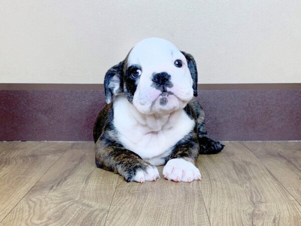 English Bulldog DOG Female RD BRDL:WH MKGS 793 Petland Grove City & Columbus, Ohio