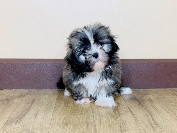Shih Tzu-DOG-Male-BROWN WHITE-799-Petland Grove City