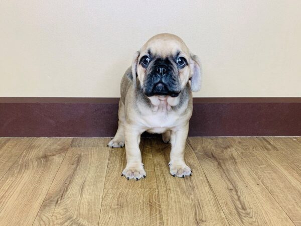 Mini Bull Dog-DOG-Male-FAWN WHITE-798-Petland Grove City & Columbus, Ohio