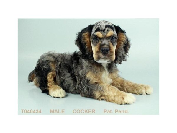 Cocker Spaniel-DOG-Male-BLK & TN:RN-800-Petland Grove City & Columbus, Ohio