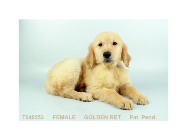 Golden Retriever DOG Female GLDN 801 Petland Grove City & Columbus, Ohio