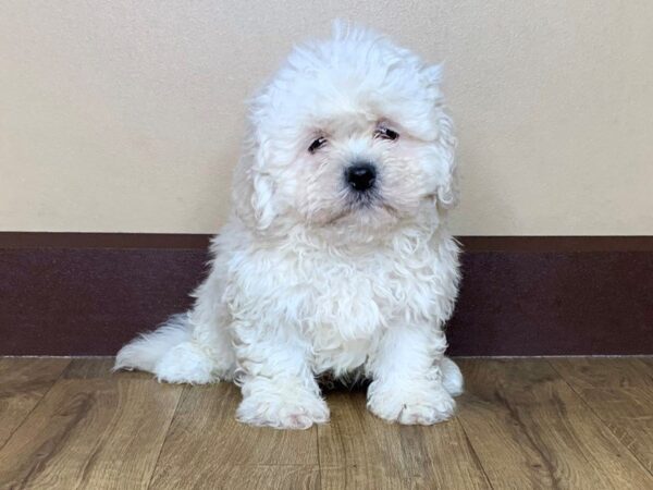 Bichon Poo DOG Male Cream 808 Petland Grove City & Columbus, Ohio