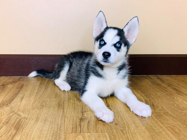 Siberian Husky DOG Female Black & White 802 Petland Grove City & Columbus, Ohio