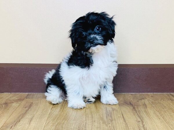 Hava Poo DOG Female BLACK WHITE 806 Petland Grove City & Columbus, Ohio