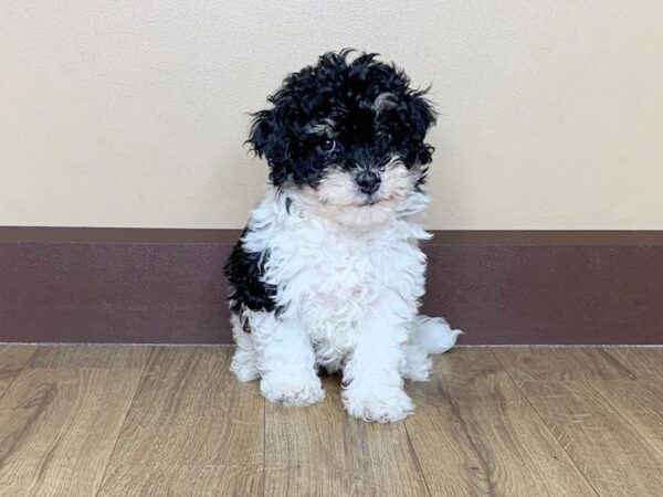 Bichon Poo DOG Female Black White 807 Petland Grove City & Columbus, Ohio