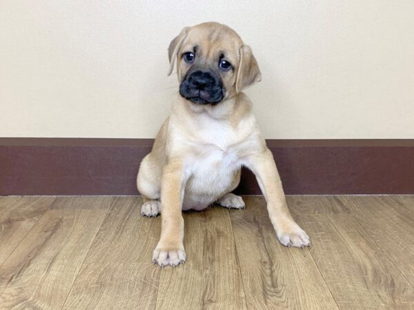 Borio-DOG-Female-FAWN-811-Petland Grove City & Columbus, Ohio