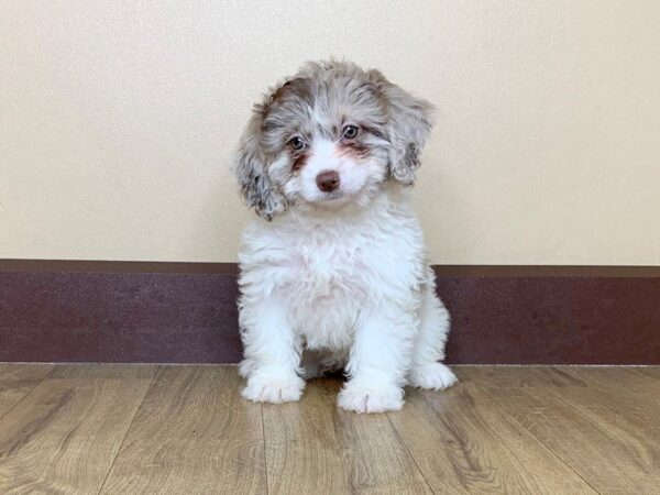 Shih Poo-DOG-Female-Choc Merle Parti-809-Petland Grove City & Columbus, Ohio