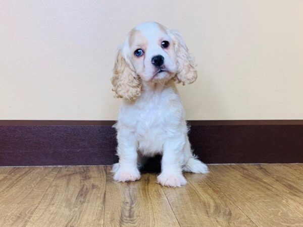 Cocker Spaniel DOG Male Buff white 810 Petland Grove City & Columbus, Ohio