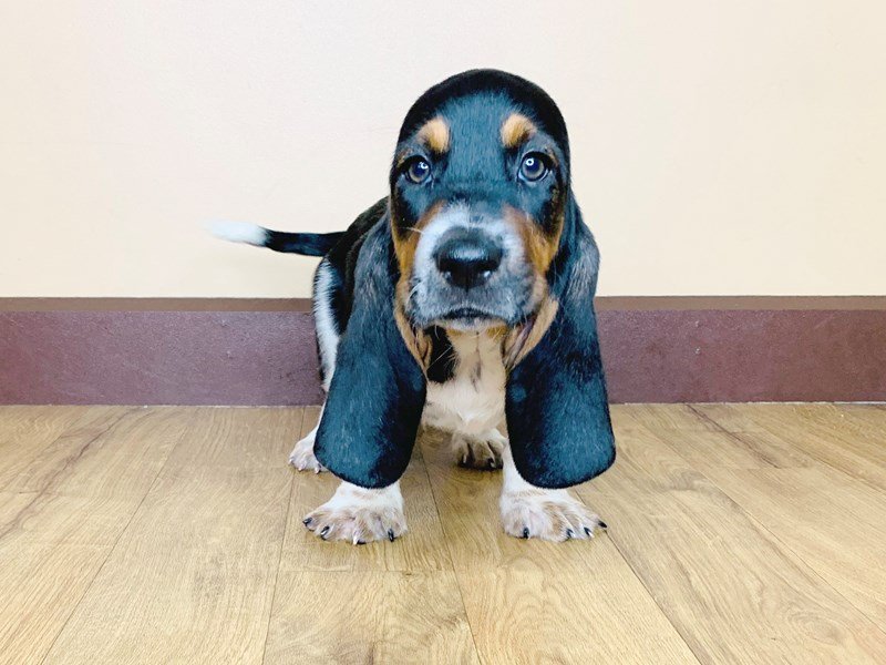 Black basset sales hound puppies
