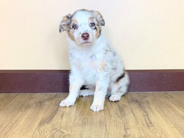 Australian Shepherd DOG Male Red merle 803 Petland Grove City & Columbus, Ohio