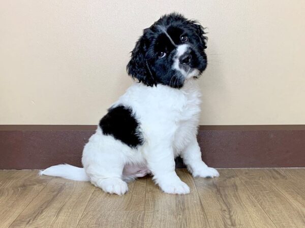 Mini Hippo DOG Male BLK WHITE 805 Petland Grove City & Columbus, Ohio