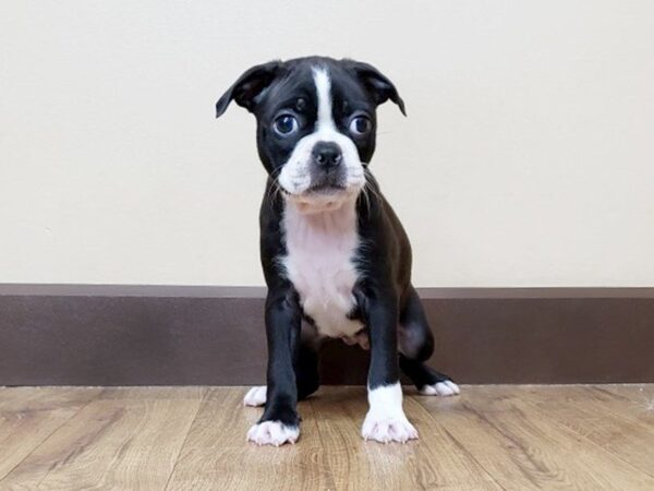 Boston Terrier DOG Female Black White 814 Petland Grove City & Columbus, Ohio