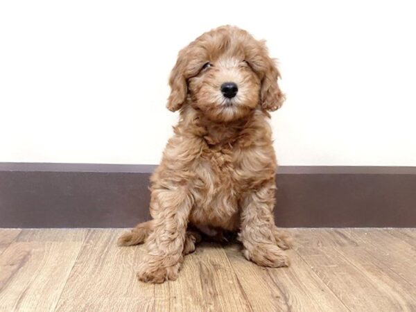 F2 MINI GOLDENDOODLE DOG Male Red 812 Petland Grove City & Columbus, Ohio