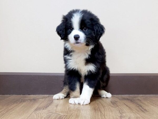 Mini Aussie-DOG-Male-blk. white-813-Petland Grove City & Columbus, Ohio