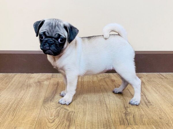 Pug-DOG-Male-FN-816-Petland Grove City