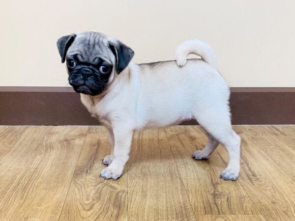 Pug DOG Male FN 816 Petland Grove City & Columbus, Ohio