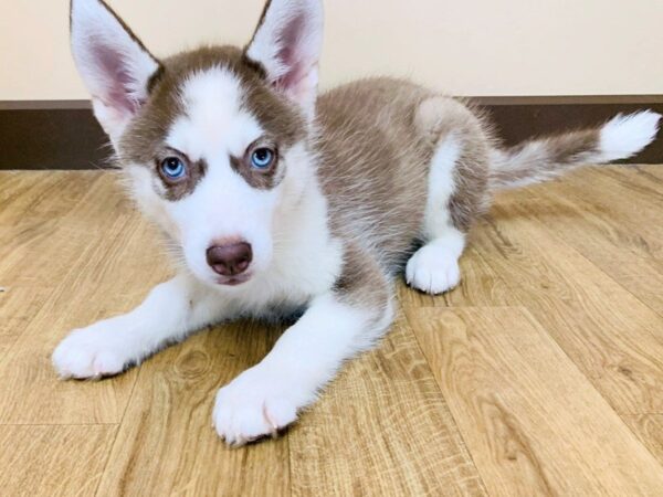 Siberian Husky-DOG-Female-RD & WH-815-Petland Grove City & Columbus, Ohio