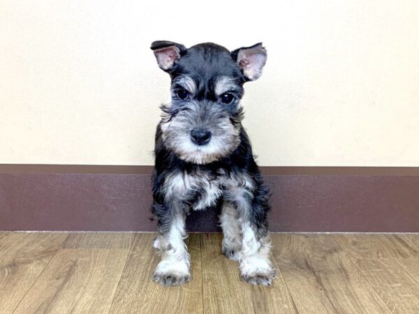 Miniature Schnauzer DOG Female BLK & SLVR 818 Petland Grove City & Columbus, Ohio