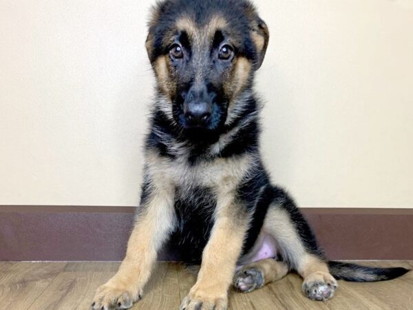 German Shepherd Dog DOG Female BLK & TN 817 Petland Grove City & Columbus, Ohio