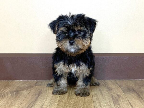 Yorkshire Terrier-DOG-Female-BLK & TN-819-Petland Grove City & Columbus, Ohio