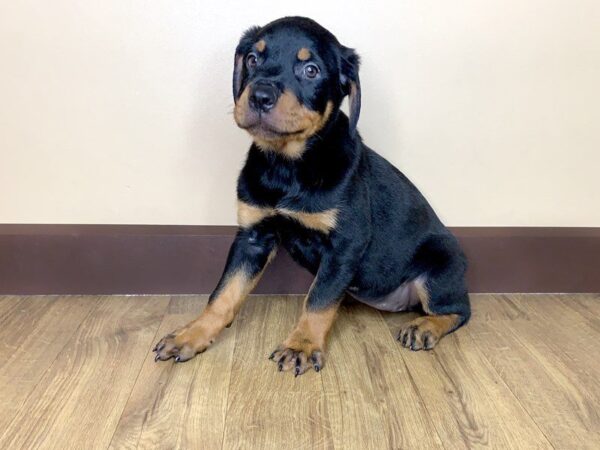 Rottweiler-DOG-Female-Black and Tan-820-Petland Grove City