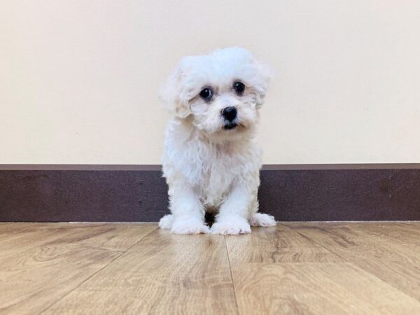 Teddy Bear DOG Male cream white 823 Petland Grove City & Columbus, Ohio