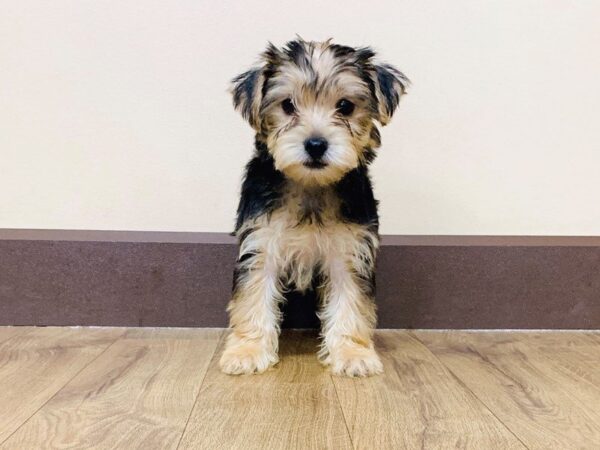 Morkie DOG Female BLK TAN 829 Petland Grove City & Columbus, Ohio