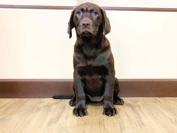 Labrador Retriever-DOG-Female-Chocolate-825-Petland Grove City & Columbus, Ohio