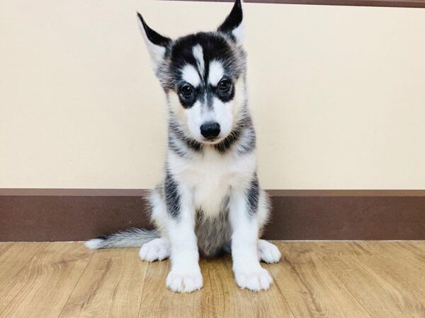 Siberian Husky DOG Male Blk - Wht 826 Petland Grove City & Columbus, Ohio