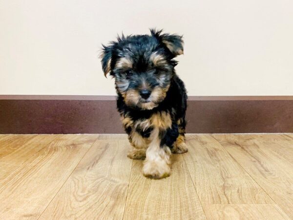 Yorkshire Terrier-DOG-Female-BLK TAN-827-Petland Grove City & Columbus, Ohio