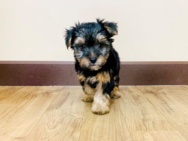 Yorkshire Terrier DOG Female BLK TAN 827 Petland Grove City & Columbus, Ohio