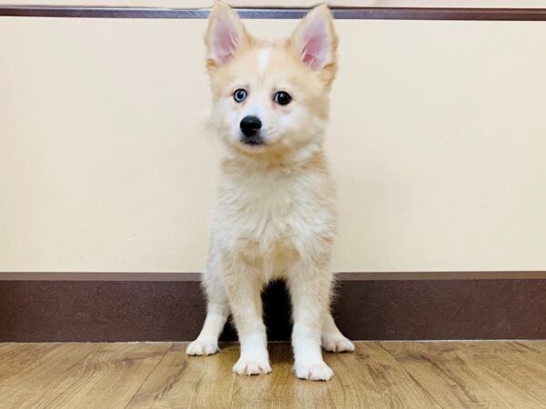 Pomsky DOG Male 822 Petland Grove City & Columbus, Ohio