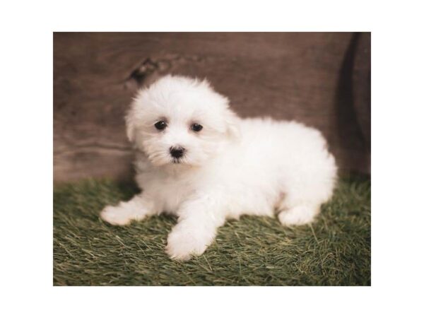 Maltese DOG Female White 832 Petland Grove City & Columbus, Ohio