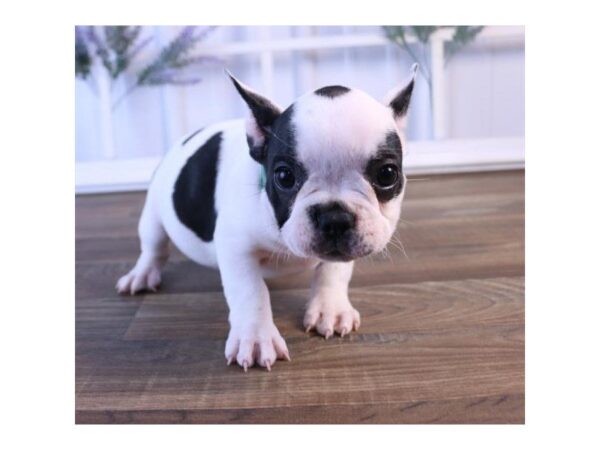 French Bulldog-DOG-Female-Black-833-Petland Grove City & Columbus, Ohio