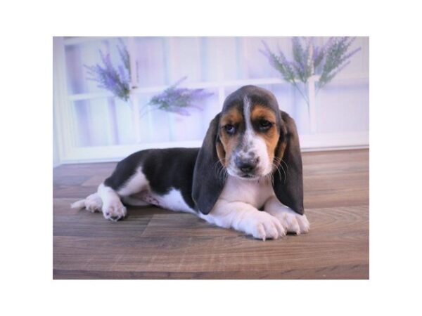 Basset Hound DOG Male Black White / Tan 834 Petland Grove City & Columbus, Ohio