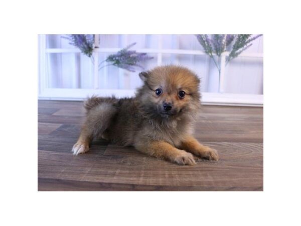 Pomeranian DOG Female Red Sable 835 Petland Grove City & Columbus, Ohio