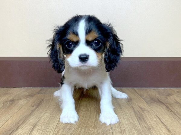 Cavalier King Charles Spaniel DOG Male Tri 838 Petland Grove City & Columbus, Ohio