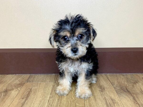 Morkie DOG Female black tan 839 Petland Grove City & Columbus, Ohio