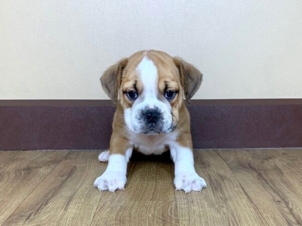 3/4 Bulldog DOG Male FAWN WHITE 843 Petland Grove City & Columbus, Ohio