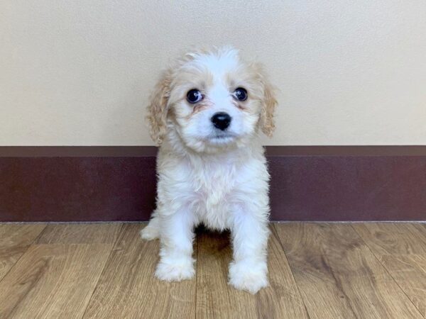 Cavachon DOG Male BLENHEIM 841 Petland Grove City & Columbus, Ohio