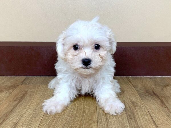 Teddy Bear DOG Male BRN WHITE 842 Petland Grove City & Columbus, Ohio